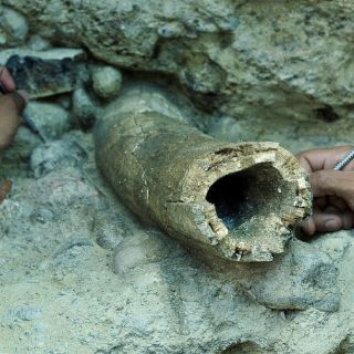 Hallan en Bolivia fósiles de mamíferos gigantes de la última glaciación