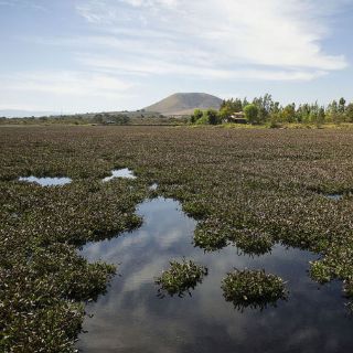Llegarán dos MDP para retirar lirio en Presa de Valencia