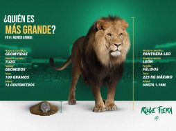'¿Quién es más grande? en el mundo animal...' se titula el desplegado de los esmeraldas. TWITTER / @clubleonfc