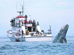 Mutua curiosidad. Tu me observas... yo te observo. EL INFORMADOR / P. Fernández