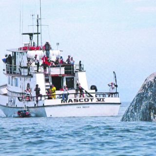 Curiosidades de las ballenas