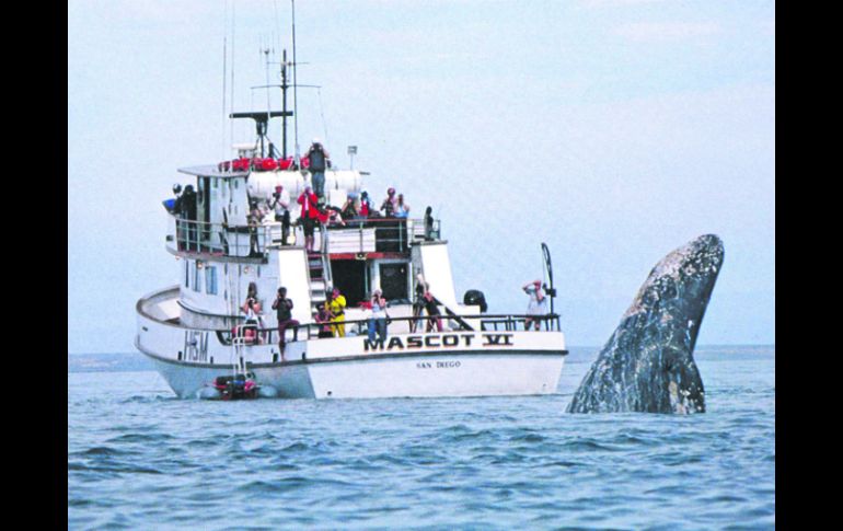 Mutua curiosidad. Tu me observas... yo te observo. EL INFORMADOR / P. Fernández