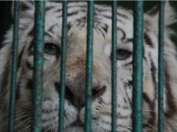 En total se verificaron 240 animales de los que 101 fueron asegurados de manera precautoria. TWITTER / @profepa_Mx