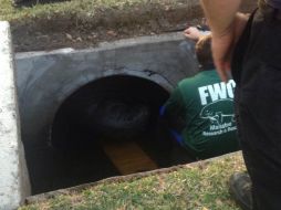 Los trabajos de liberación de los 15 manatíes llevan alrededor de tres horas; algunos ya han sido puestos a salvo. FACEBOOK / Greg Pallone