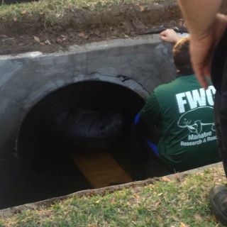 Rescatan a manatíes de una pipa de drenaje en Florida