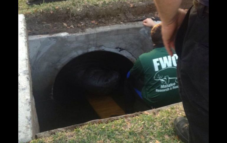 Los trabajos de liberación de los 15 manatíes llevan alrededor de tres horas; algunos ya han sido puestos a salvo. FACEBOOK / Greg Pallone