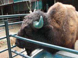 Según la dependencia estatal, 40 animales estaban en condiciones de hacinamiento y maltrato. TWITTER / @profepa_Mx