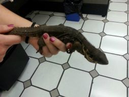 Las iguanas tienen un valor comercial en el mercado lícito superior a los dos mil dólares cada una. TWITTER / @PROFEPA_Mx