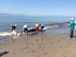 Personal de la Profepa acudió al lugar y monitoreó la situación del ballenato. TWITTER / @PROFEPA_Mx