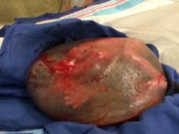 El hecho es sumamente raro, declaran los especialistas. ESPECIAL / Twitter