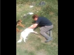 Rosita rompe en llanto al ver algunos perros muertos. Pide que le ayuden a cercar el lote en donde los cuida. FACEBOOK / Jorge Morales