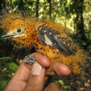 Polluelo de la Amazonía sobrevive 'camuflándose' como oruga venenosa