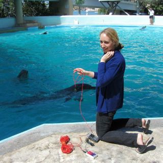 Analizan sonidos de delfines en cautiverio en Quintana Roo