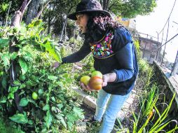 EDÉN. Este huerto urbano ubicado en Atemajac (Cecati 56) es un ejemplo de este tipo de proyectos. EL INFORMADOR / A. Hernández