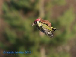 La imagen, compartida en Twitter, se ha convertido en un trending topic con el hastag #weaselpecker. TWITTER / @Jayward7