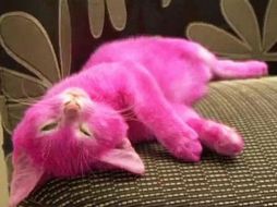 Lenina acusó a sus críticos de no verificar la información y acusarla sin fundamentos de maltrato animal. TWITTER / @Joke_Jaith