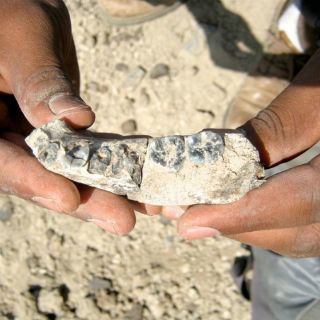 Encuentran fósil que acercaría esclarecimiento de la evolución humana