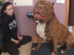 Creen que Hulk pueda seguir creciendo, pues el perro tiene año y medio de edad. YOUTUBE / DARKDYNASTYK9S