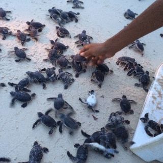 México participa en reunión de conservación de tortugas del Caribe