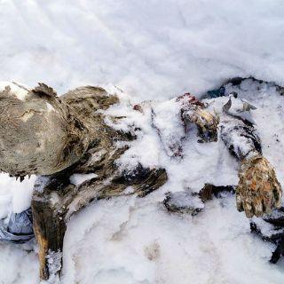Reanudarán la recuperación de alpinistas momificados