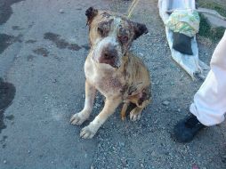 Se presume que el perro fue quemado por un grupo de jóvenes de la colonia Eucaliptos, en Tlajomulco de Zúñiga. FACEBOOK / Moises Catedral