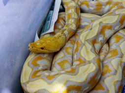 Se encontraron 17 pitones, dos perros de la pradera, cocodrilos, dos ranas arbóreas entre otros animales. EL INFORMADOR / ARCHIVO