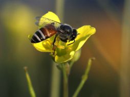 El investigador asegura que las abejas tienen un enorme potencial. EFE / ARCHIVO