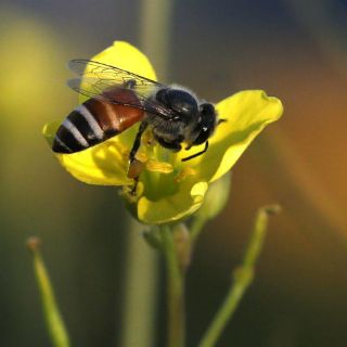 Entrenan abejas para detectar enfermedades de los cereales