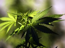 Romani destacó que la normativa uruguaya pretende quitarle un mercado al narcotráfico y evitar la compra en el mercado negro. EFE / H. Ortuno