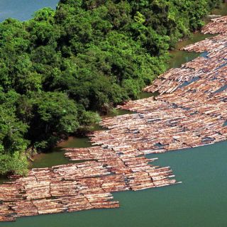 Brasil crea grupo policial contra tala ilegal en Amazonía