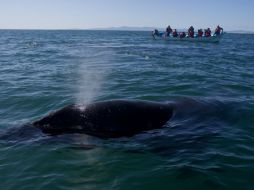 La ballena gris es una de las especies más grandes del mundo marino. AP / ARCHIVO