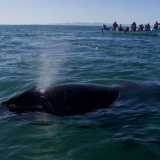 Ballena golpea un barco y mata a turista en BCS