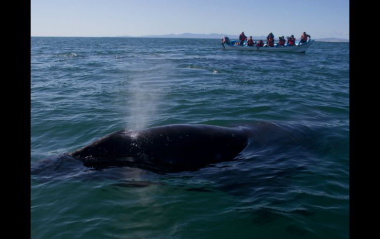 La ballena gris es una de las especies más grandes del mundo marino. AP / ARCHIVO