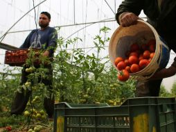 Gaza exportará jitomates y berenjenas a Israel para satisfacer las necesidades judías ultraortodoxas. AFP / S. Khatib