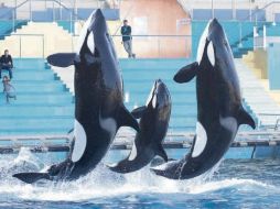 • SeaWorld® San Diego AP /