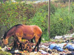 El descuido es evidente en esta zona limítrofe entre Guadalajara y Tlaquepaque, donde nadie se hace responsable de nada. EL INFORMADOR / M. Vargas