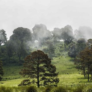 La importancia de proteger los bosques