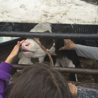 Pocos arrestos por venta de especies exóticas en El Baratillo