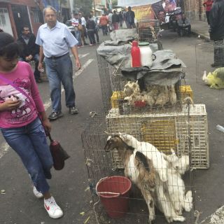 Sin freno, venta de animales en El Baratillo