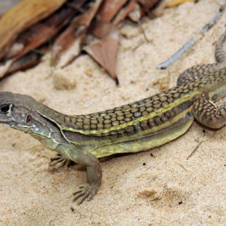 Gecos se mantienen limpios repeliendo agua del cuerpo: estudio