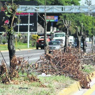 López Mateos sufre otra tala de árboles