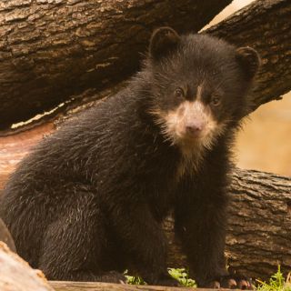 Buscan nombres quechua y aymara para oseznos andinos