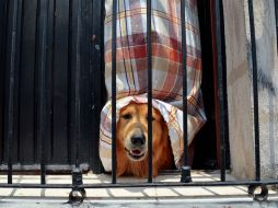 Moisés tiene más de un año rescatando a gatos de la calle, y hoy presume que más de cien ya tienen un nuevo hogar. EL INFORMADOR / ARCHIVO