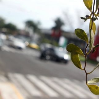 Tlaquepaque combate plaga de muérdago