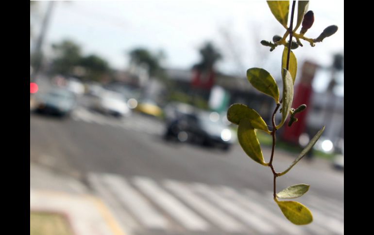 De acuerdo a estudios, dos por ciento del arbolado es afectado por el muérdago. EL INFORMADOR / ARCHIVO