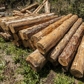 Clúster Forestal de Jalisco busca impulsar la sustentabilidad