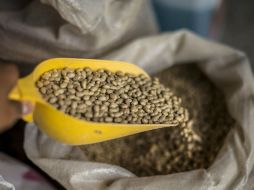 Además, el frijol ayuda a reducir el estrés oxidativo asociado a complicaciones de la diabetes. EL INFORMADOR / ARCHIVO