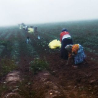 Explotación laboral en el campo afecta a jornaleros