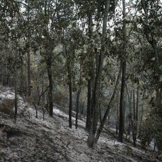 Fauna en peligro resurge en Tlaxcala tras reforestación