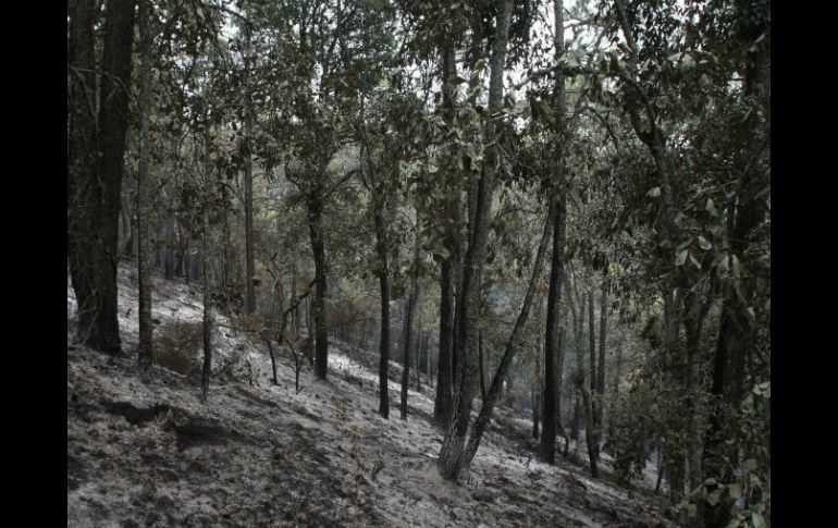 La Coordinación Gereral de Ecología y Conafor relizar labores para la protección, conservación y restauración de la cubierta vegetal. EL INFORMADOR / ARCHIVO